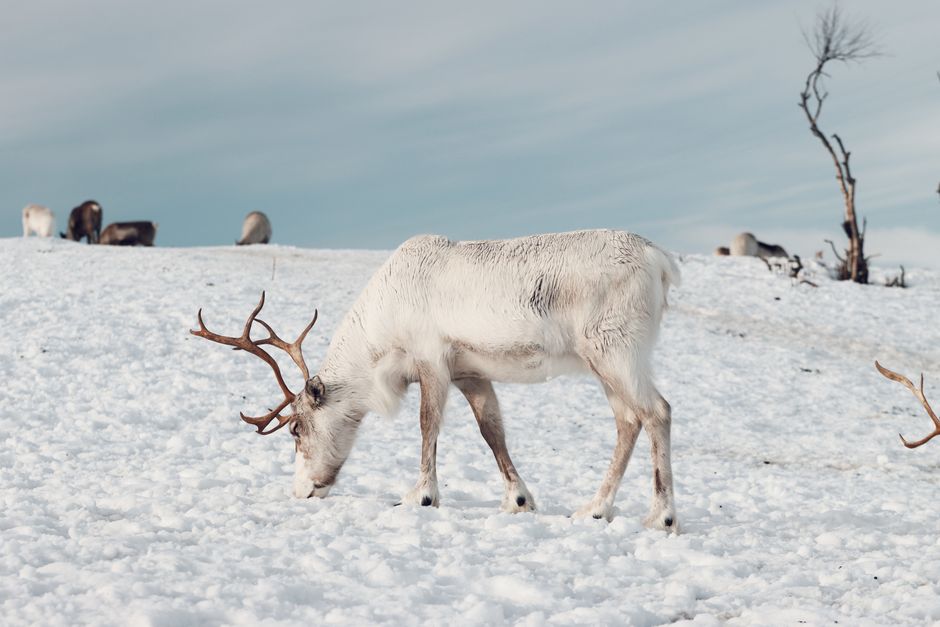 Winterlandschap canvas met rendier en sneeuw. Winterlandschap canvas met rendier en sneeuw.