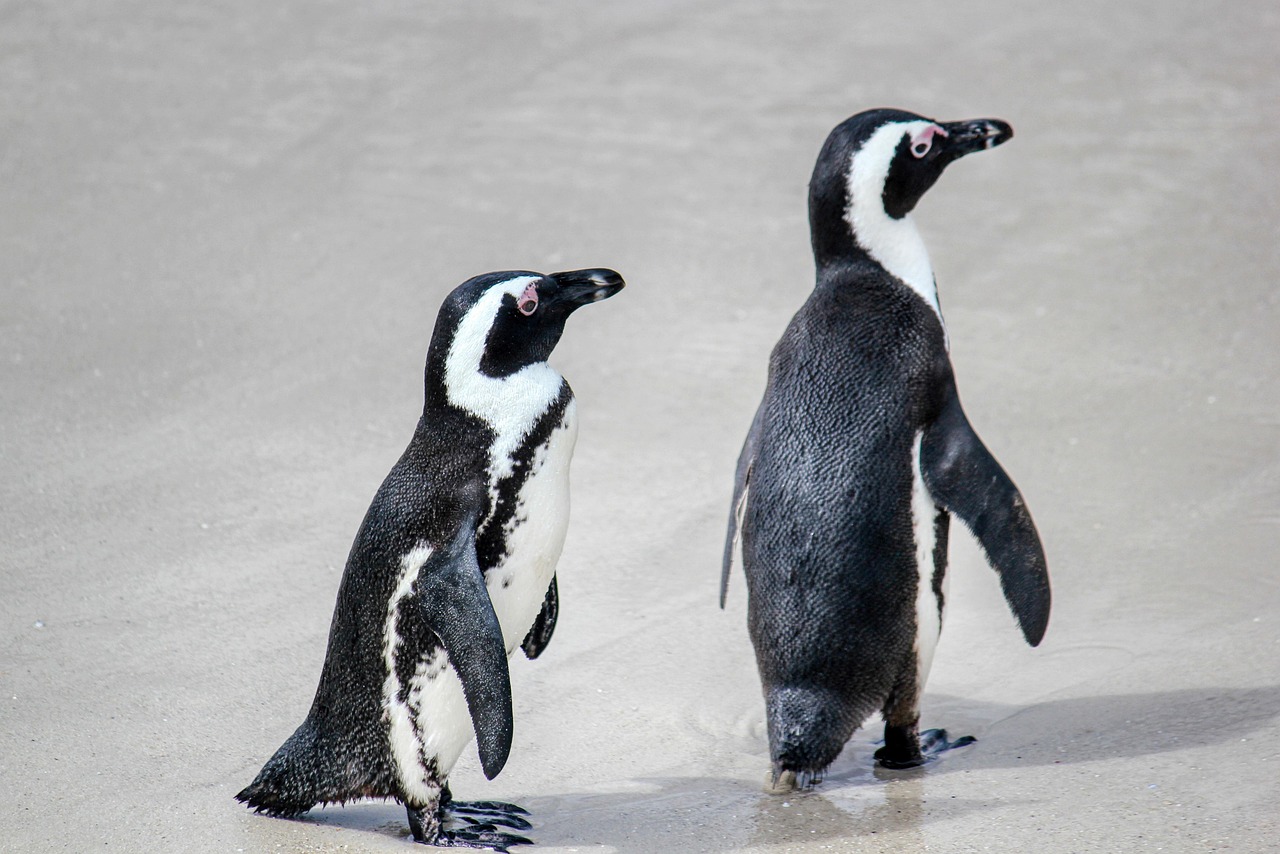 Kleurrijk pinguïn kunstwerk op een blauwe achtergrond. Kleurrijk pinguïn kunstwerk op een blauwe achtergrond.