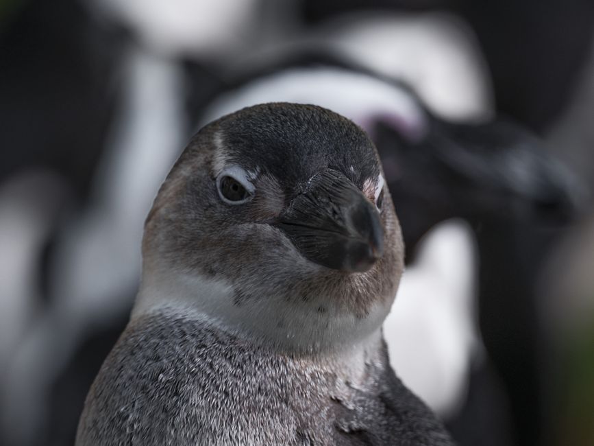 Pinguïn schilderij met sneeuwvlokken en ijslandschap. Pinguïn schilderij met sneeuwvlokken en ijslandschap.